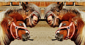 Playful Ponies With Open Mouths In Barn