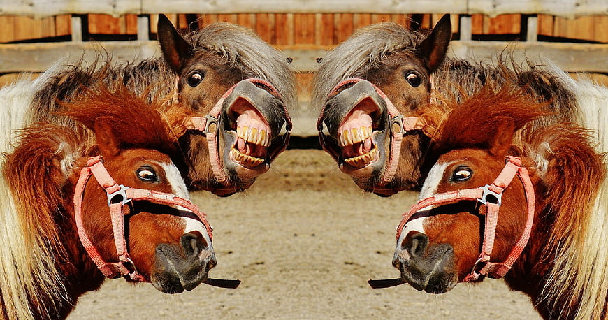 Playful Ponies With Open Mouths In Barn
