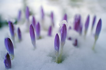 Purple Crocus Buds Emerging From Snowy Ground In Early Spring