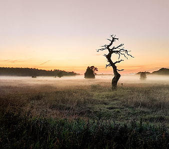 Silhouette of dead tree in misty field at sunrise