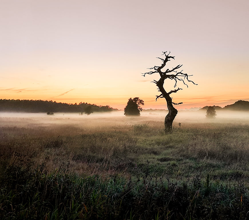 Silhouette of dead tree in misty field at sunrise