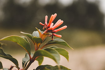 Close-up of vibrant orange tubular flowers on green plant