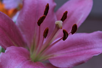 Close-up of Pink Lily Flower with Stamen and Pollen