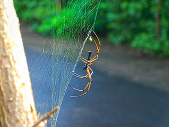 Golden Silk Orb-Weaver Spider on Web in Forest