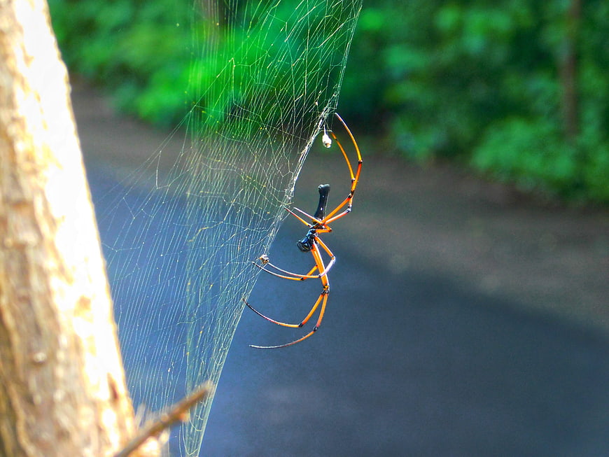 Golden Silk Orb-Weaver Spider on Web in Forest
