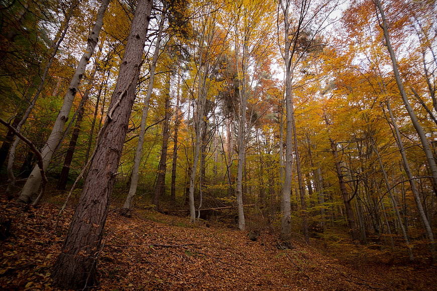 Autumn forest with yellow leaves and tall trees