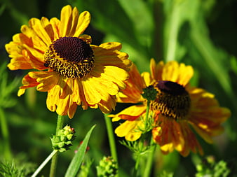 Close-up of vibrant yellow and orange wildflowers in a garden