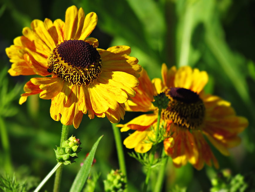Close-up of vibrant yellow and orange wildflowers in a garden