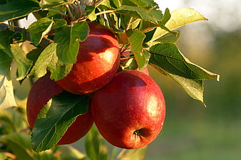 Ripe Red Apples Growing On A Tree Branch In Autumn Sunlight