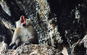Baboon yawning on rocky cliff with open mouth