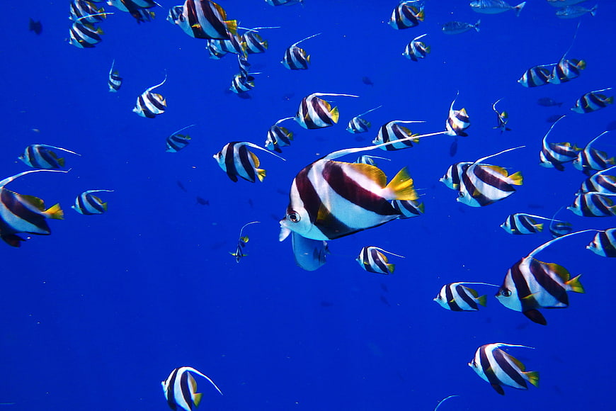 School of Moorish Idol Fish Swimming in Blue Ocean