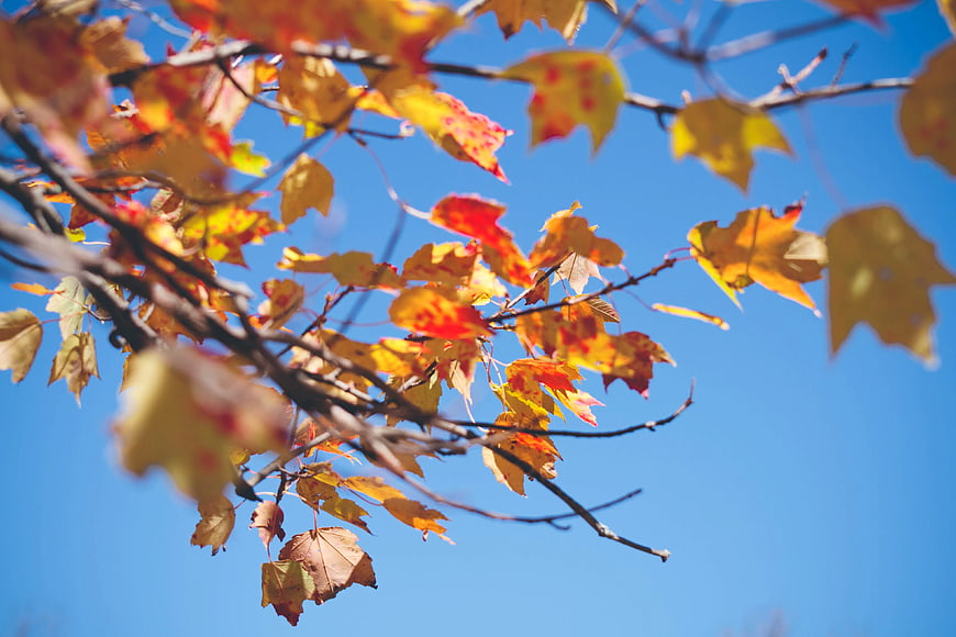 Autumn Maple Leaves Against Blue Sky