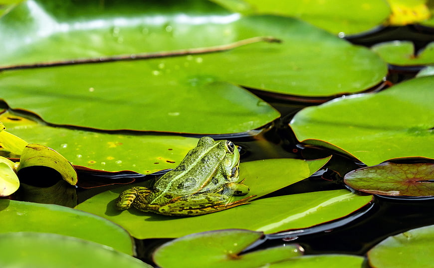 Green frog resting on lily pad in pond