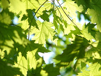Sunlit Green Maple Leaves Against Blue Sky Background