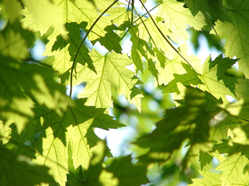 Sunlit Green Maple Leaves Against Blue Sky Background