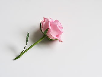 Single Pink Rose on White Background