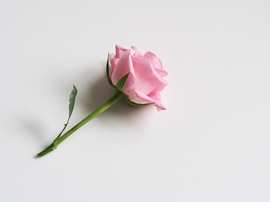 Single Pink Rose on White Background
