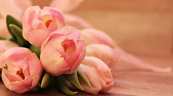 Soft Pink Tulips on Wooden Background with Ribbon