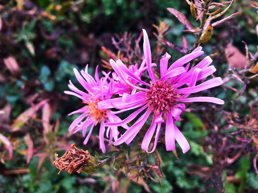 Close-up of vibrant purple aster flowers in a garden