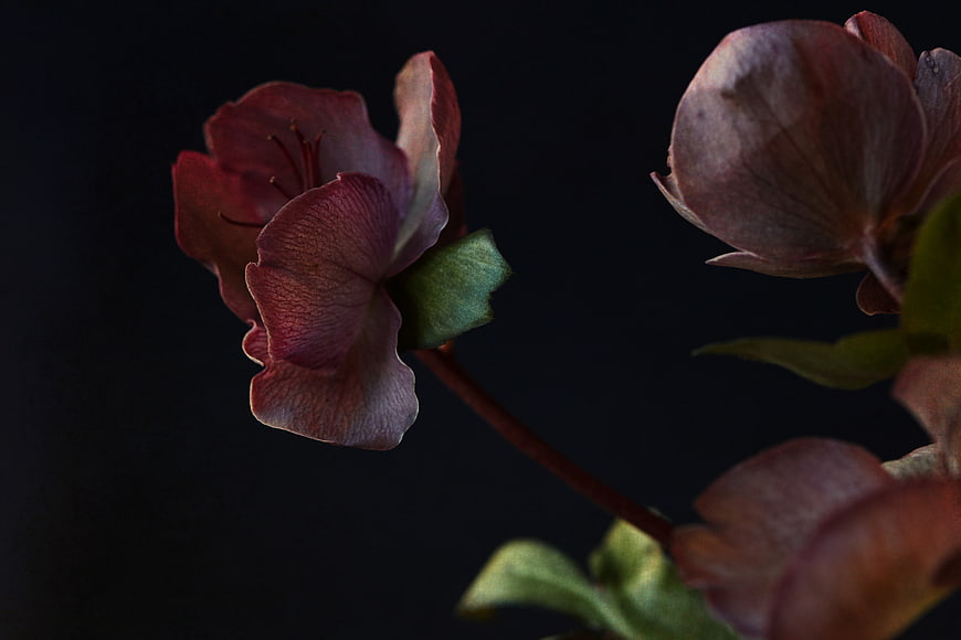 Dark moody close-up of pink hellebore flowers on black background