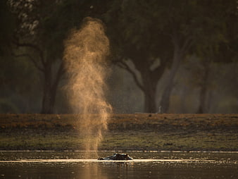 Hippopotamus Snorting Water Spray in River at Dusk