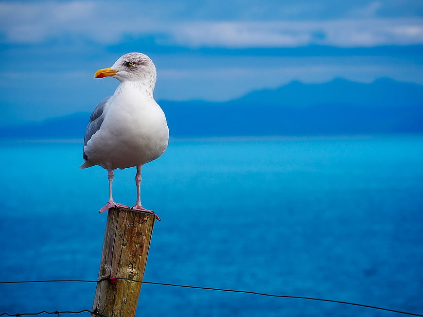 Seagull perched on wooden post with blue ocean background