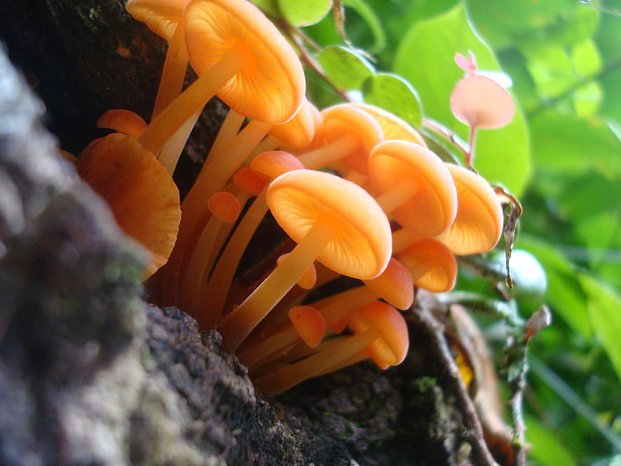 Cluster of Orange Chanterelle Mushrooms Growing on Tree Bark