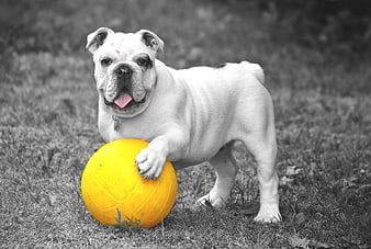White Bulldog Holding Yellow Ball On Grassy Lawn