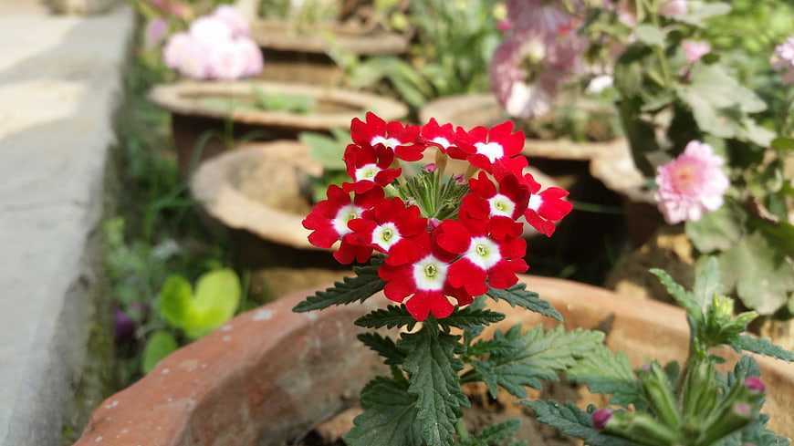 Vibrant red verbena flower in terracotta pot garden