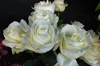 Close-up of elegant white roses on dark background