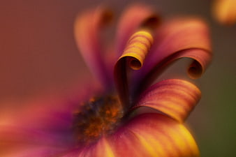 Abstract Macro Photography of Curling Flower Petals