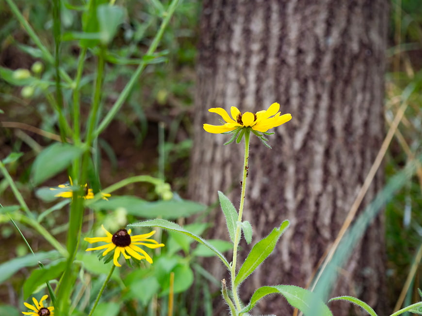 Yellow Black-eyed Susan flower near tree trunk