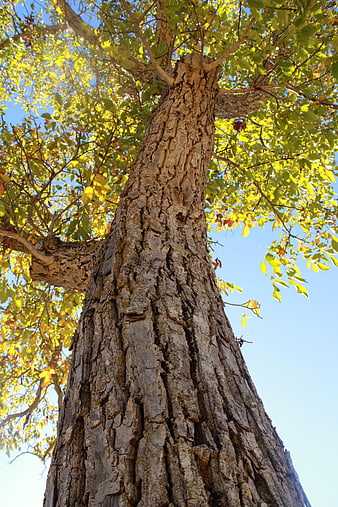 Low angle view of tall tree trunk with textured bark and yellow leaves