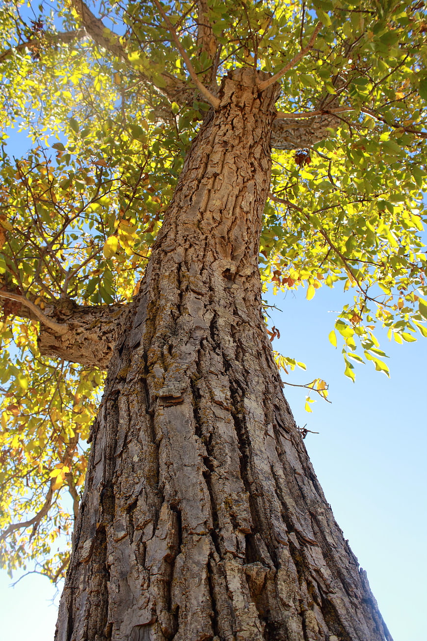 Low angle view of tall tree trunk with textured bark and yellow leaves