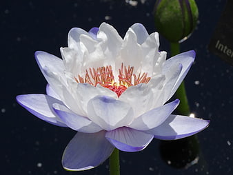 White and Purple Water Lily Floating on Dark Pond