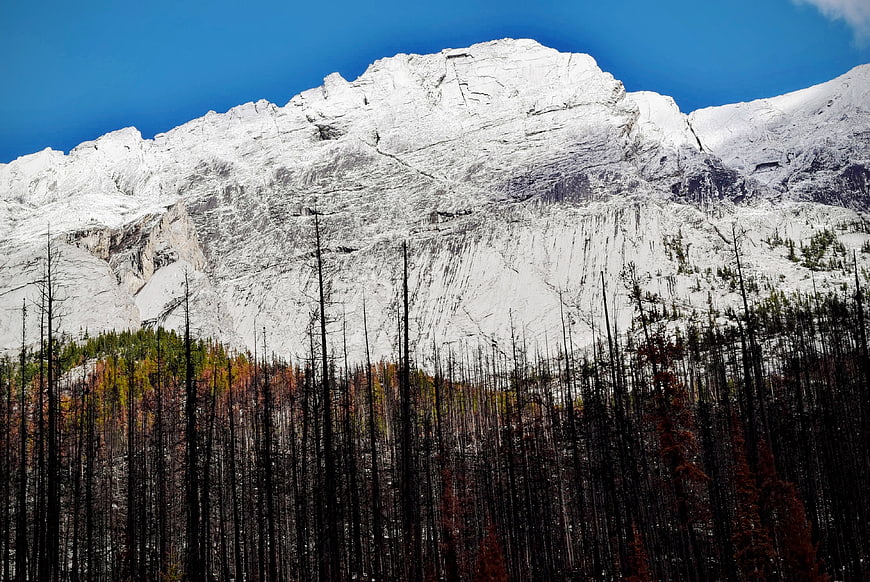Snow-Capped Mountain Peak Above Burnt Forest and Autumn Trees
