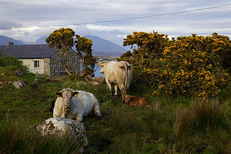 White Cattle Resting in Irish Countryside with Yellow Gorse
