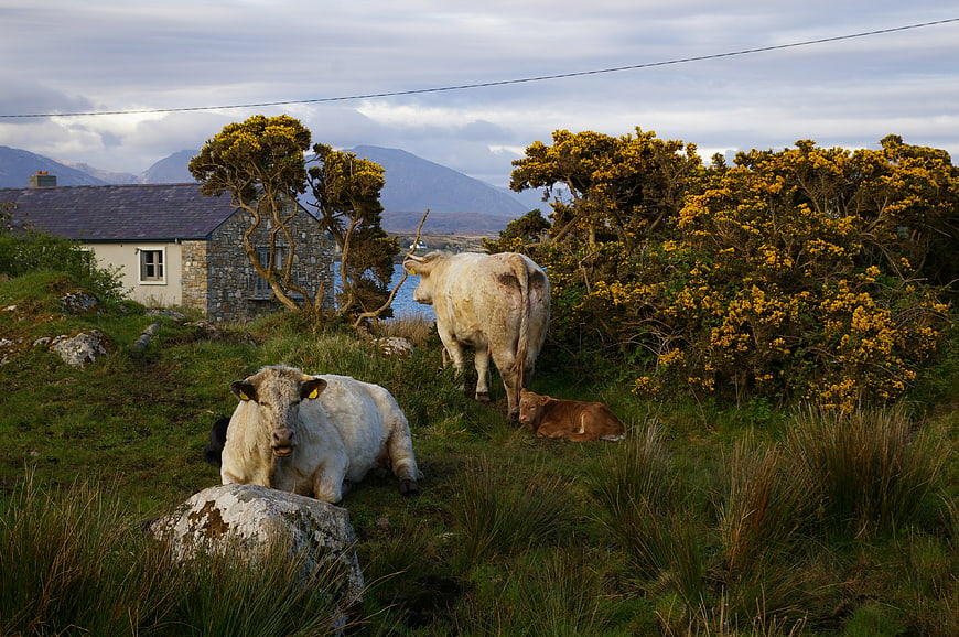 White Cattle Resting in Irish Countryside with Yellow Gorse