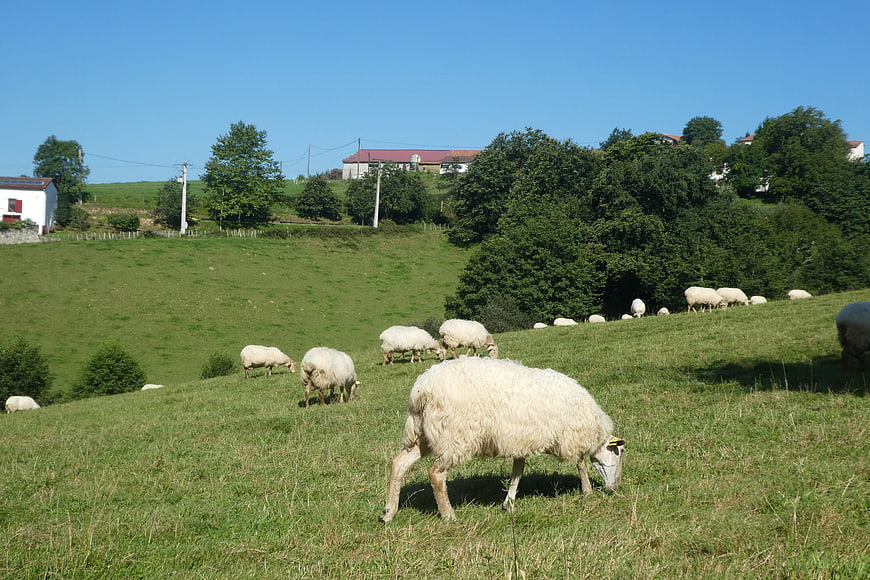 Flock of sheep grazing on a green hillside in the Pyrenees