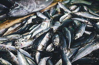 Fresh Sardines and Mackerel Pile at Fish Market