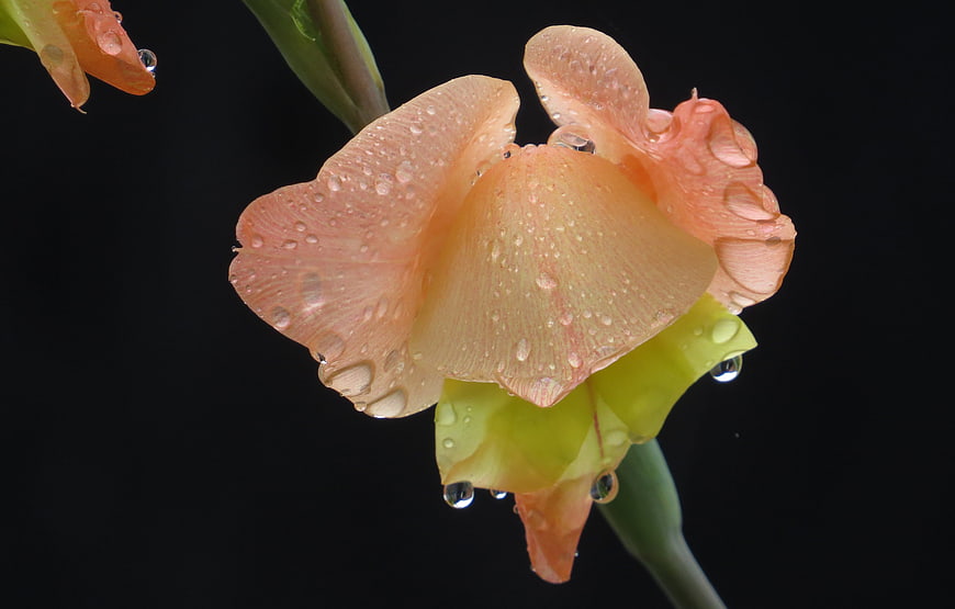 Close-up of peach gladiolus flower with water droplets on black background