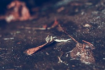 Close-up of wet maple seed on dark forest floor