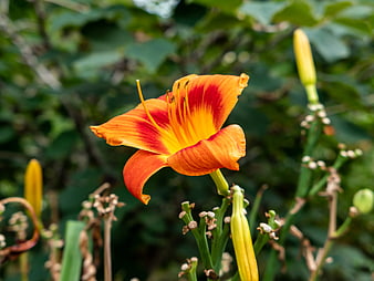 Vibrant Orange Daylily Flower in Garden