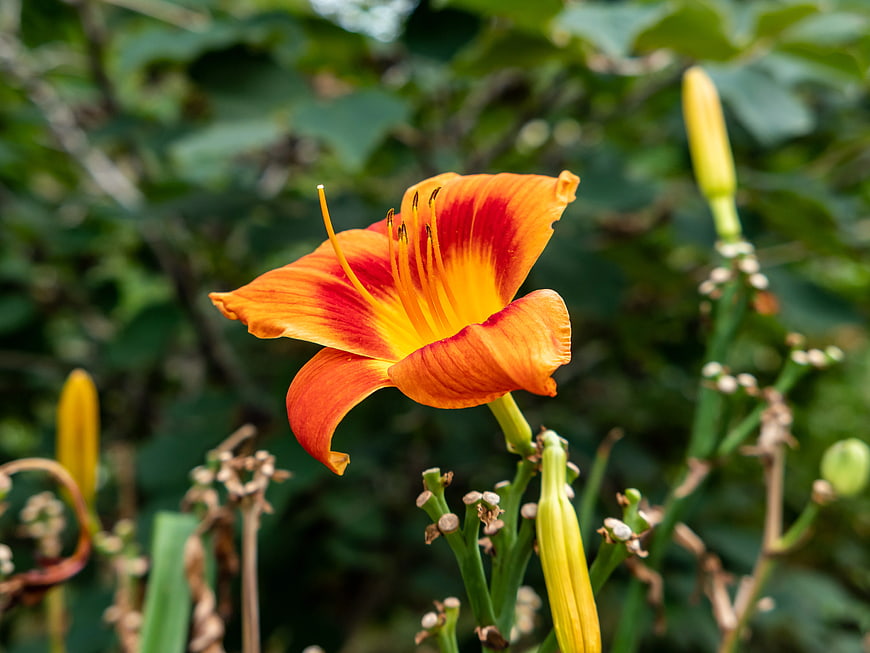 Vibrant Orange Daylily Flower in Garden