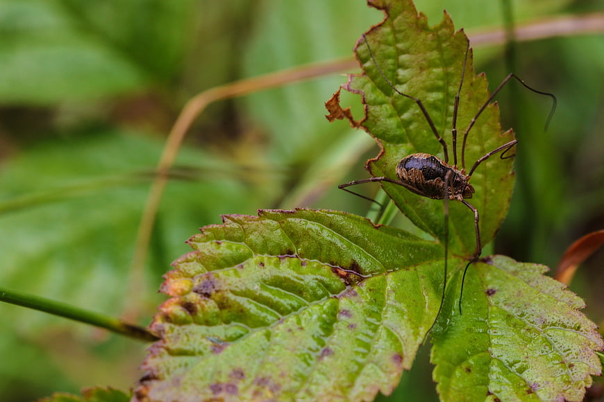 Close-up of harvestman spider on green leaf