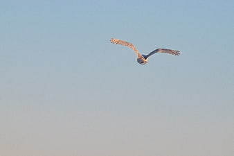 Snowy Owl Flying in Clear Blue Sky