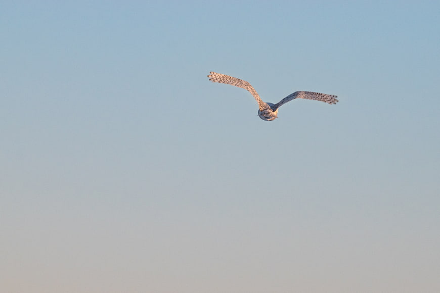 Snowy Owl Flying in Clear Blue Sky