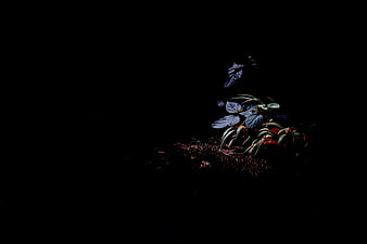 Dark moody plant in shadow with dramatic lighting