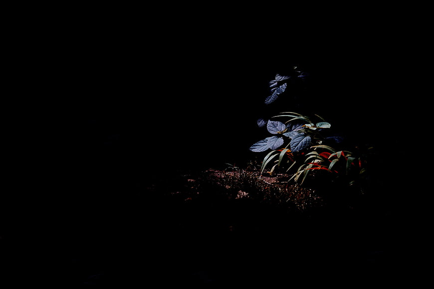 Dark moody plant in shadow with dramatic lighting