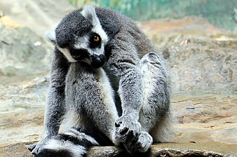 Ring-tailed Lemur Scratching Back on Rock
